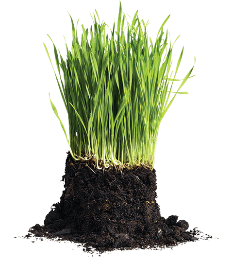 60/40 Lawn Mix | Cedar Grove | Organic Compost